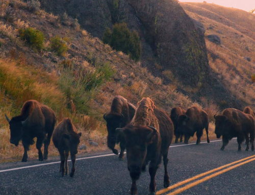 Exploring West Yellowstone, Montana in the Fall