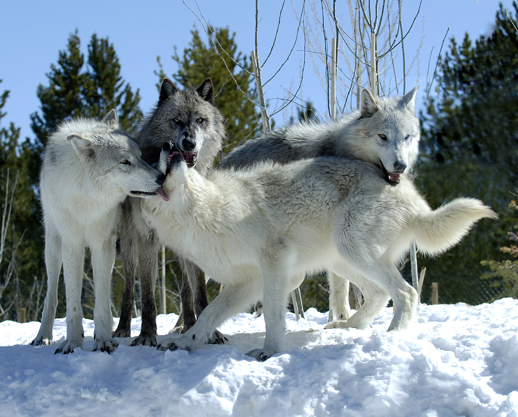 West Yellowstone TBID RiverValleyWolfPack