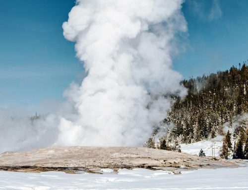 Winter Wildlife Expedition Tours in West Yellowstone, Montana