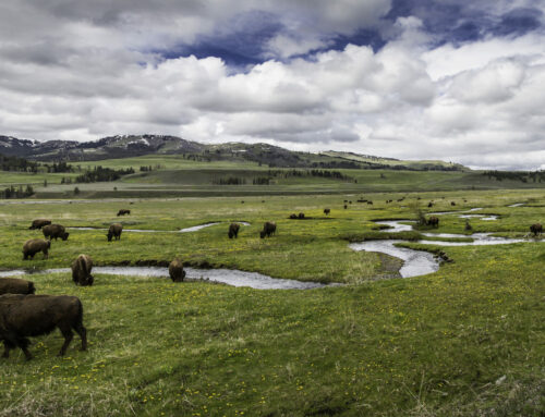 How to Experience the Best Wildlife Watching in West Yellowstone